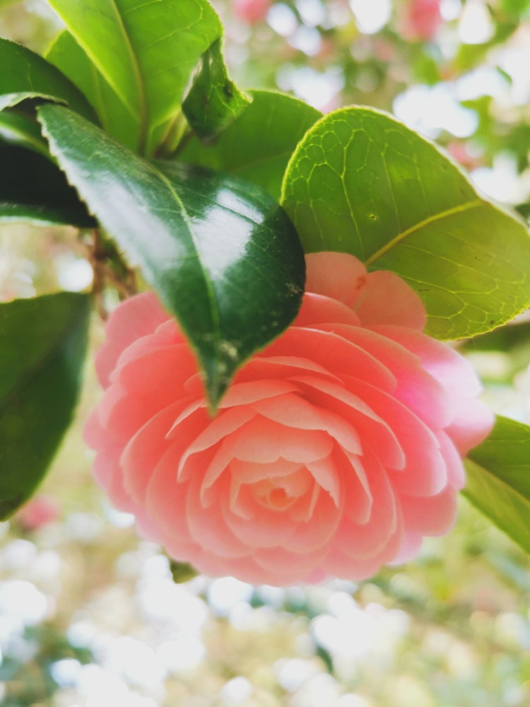 [Image1]The other day (around mid-April), I photographed the flowers of the otome camellia (otome tsubaki) i