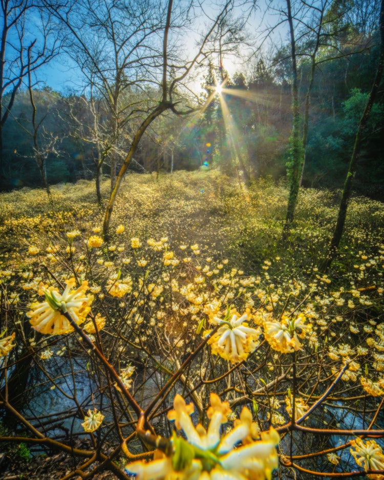 [이미지1]히로시마 아키타카타시(히로시마의 추천 명소)#Mushiidani의 Edgeworthia chrysantha 식민지 👈 만개한 edgeworthia chrysantha의 덩어리에 한