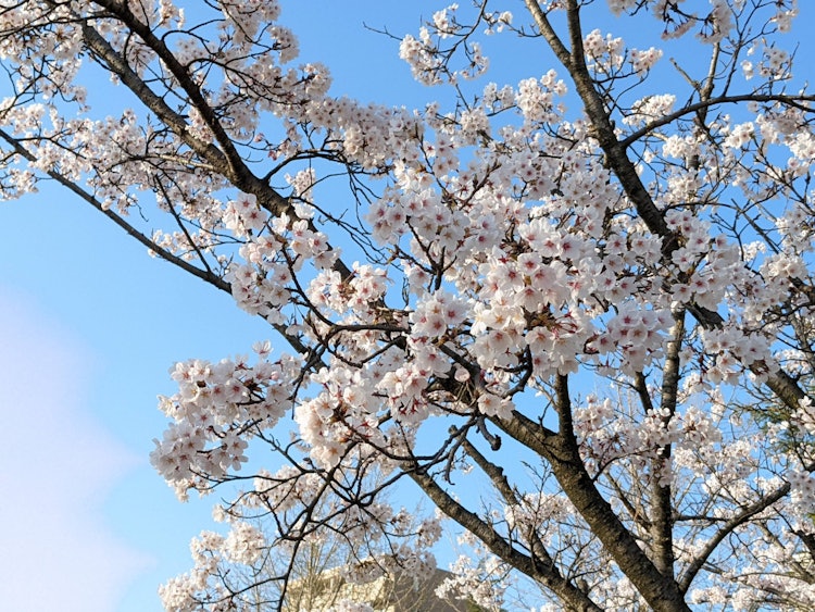 [相片1]它是富山县富山市五福公园的樱花。 在入场仪式结束后回家的路上，有一条路两旁种满了樱花树，那天阳光明媚，我想“这很美”，拍了一张纪念照。 另外，我想知道在我开始拍摄智能手机^^后，照片中是否有很多我不明