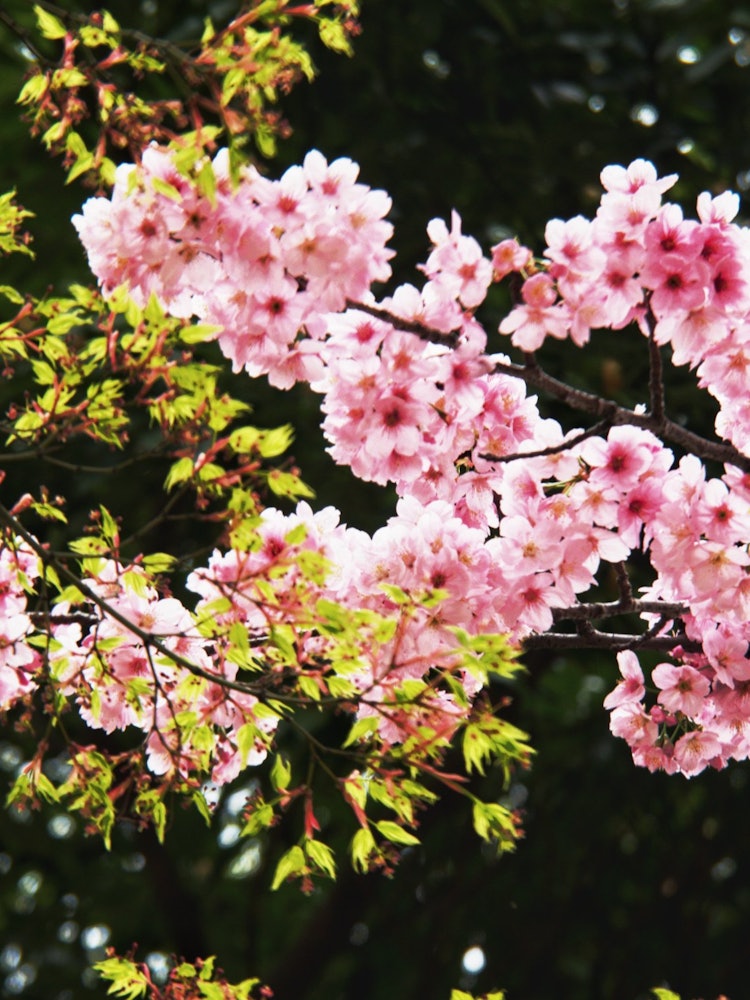 [Image1]Nagai Park at the Botanical Garden.Spring co-starring.