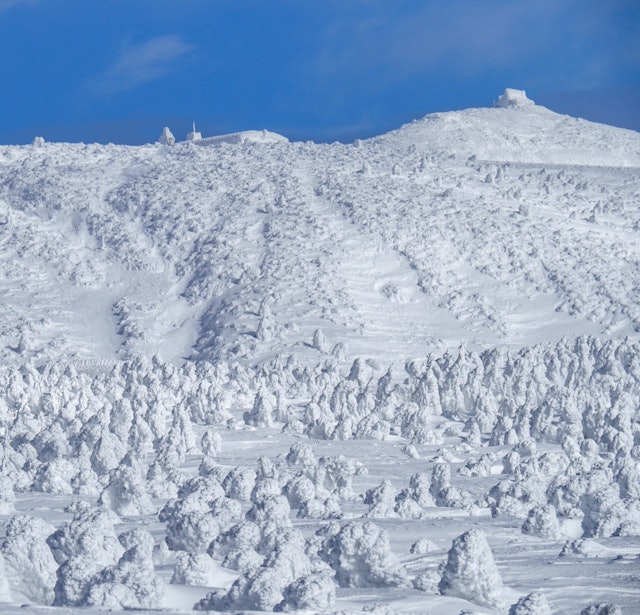 [画像1]蔵王ライザスキー場から登って行く刈田岳。 この樹氷は世界に誇れる美しさ