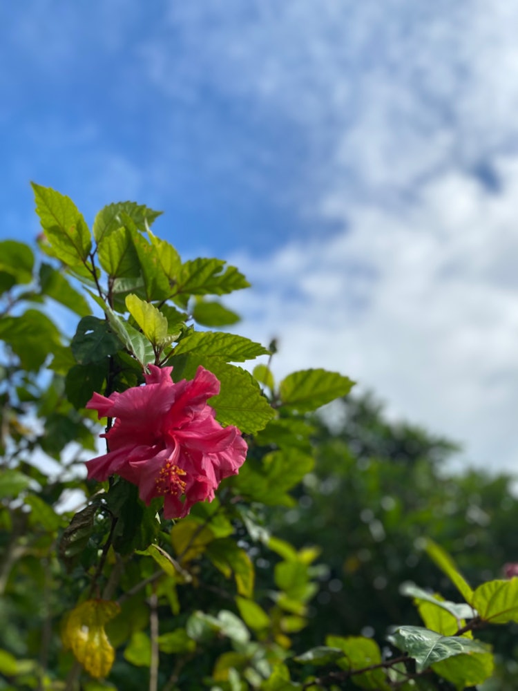 [Image1]2022.12.31 Photo takenEven at this time of year, the sky and hibiscus 🌺 fit.After all, it is the sou