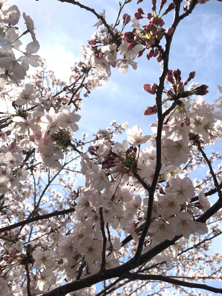[Image1]It's cherry blossoms near my house.It's not possible to see the cherry blossoms at this time, but ju