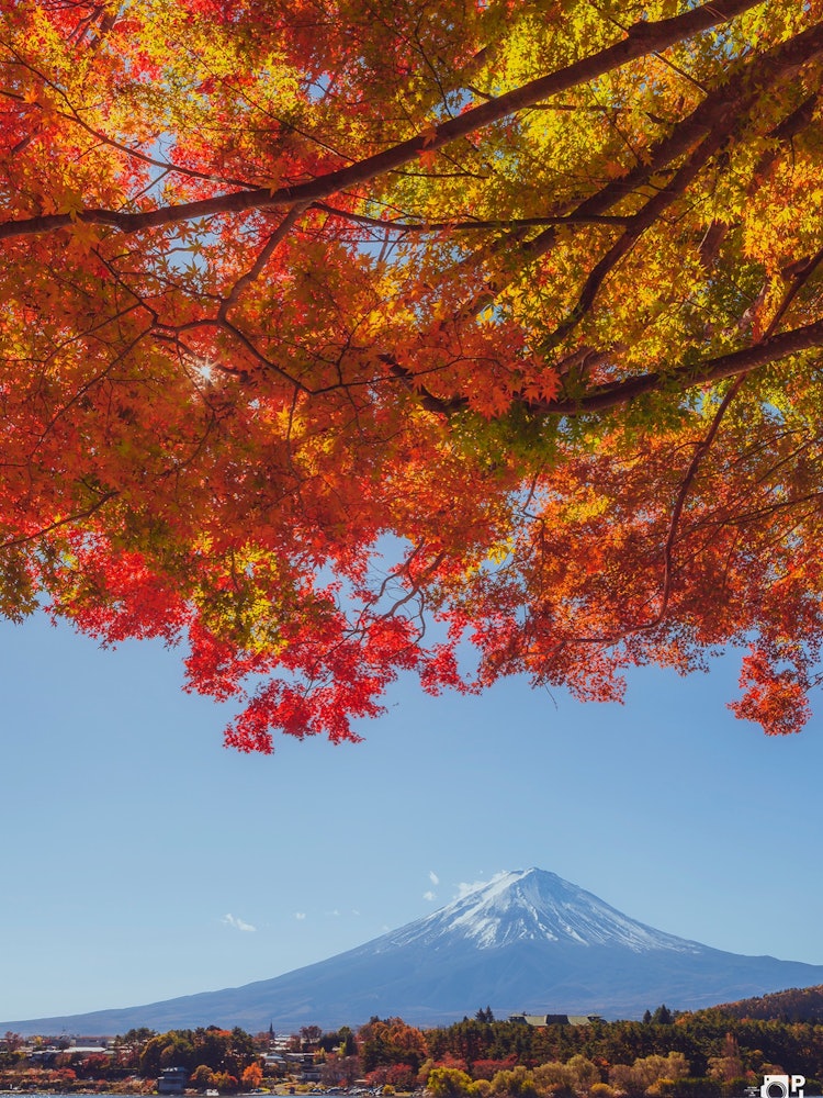 [相片1]红叶早晨的富士山河口湖山梨县