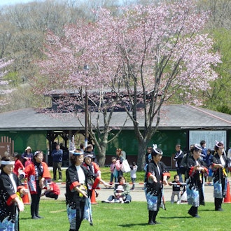 [이미지1]만개한 벚꽃과 함께 봄의 도래를 느낄 수 있는 따뜻한 축제입니다 🌸날짜: 2024년 5월 5일(일) 우천시 중지　장소: 미도리가오카 공원 긴타로 연못 지역　　　(도마코마이시 시미즈