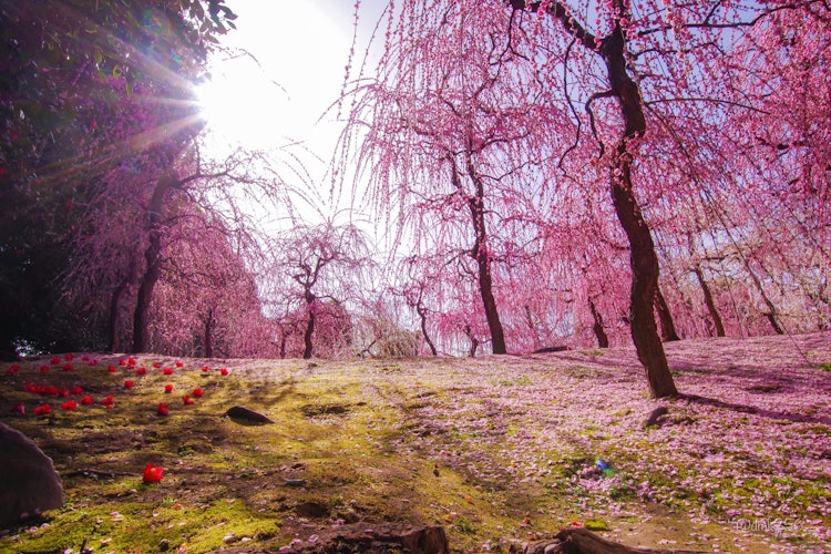 [이미지1]조난공은 봄산입니다.화려한 수양 매화와 꽃잎 카펫.그림자 속의 조용한 이끼와 쓰러진 동백나무.서로 대조되는 아름다움의 광경은 환상적입니다.