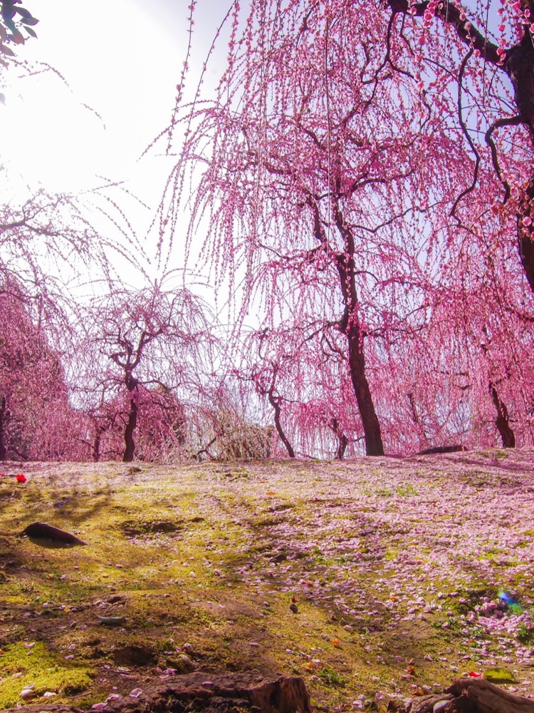 [相片1]城南宮是一座泉山。華麗的垂枝梅花和花瓣地毯。安靜的苔蘚和落下的山茶花在陰影中。對比鮮明的美女挨在一起的景象真是太棒了。