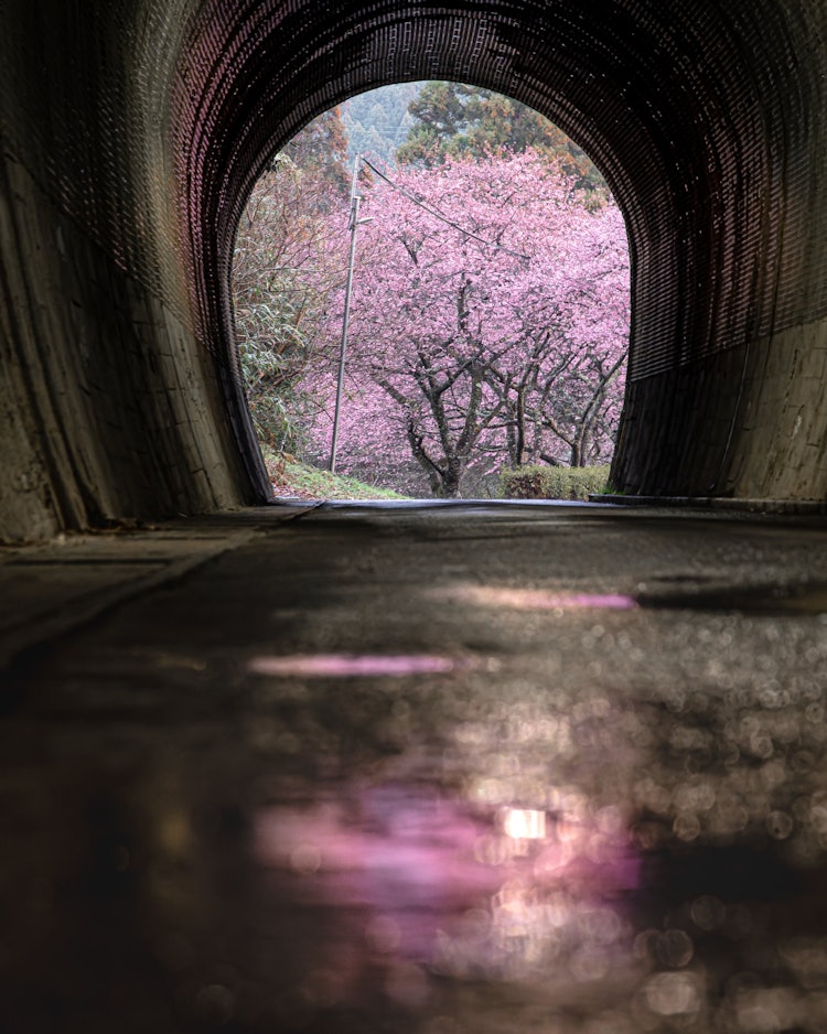 [画像1]愛知県新城市の河津桜並木旧田口線の廃線となったトンネルの向こうに広がる春の訪れ