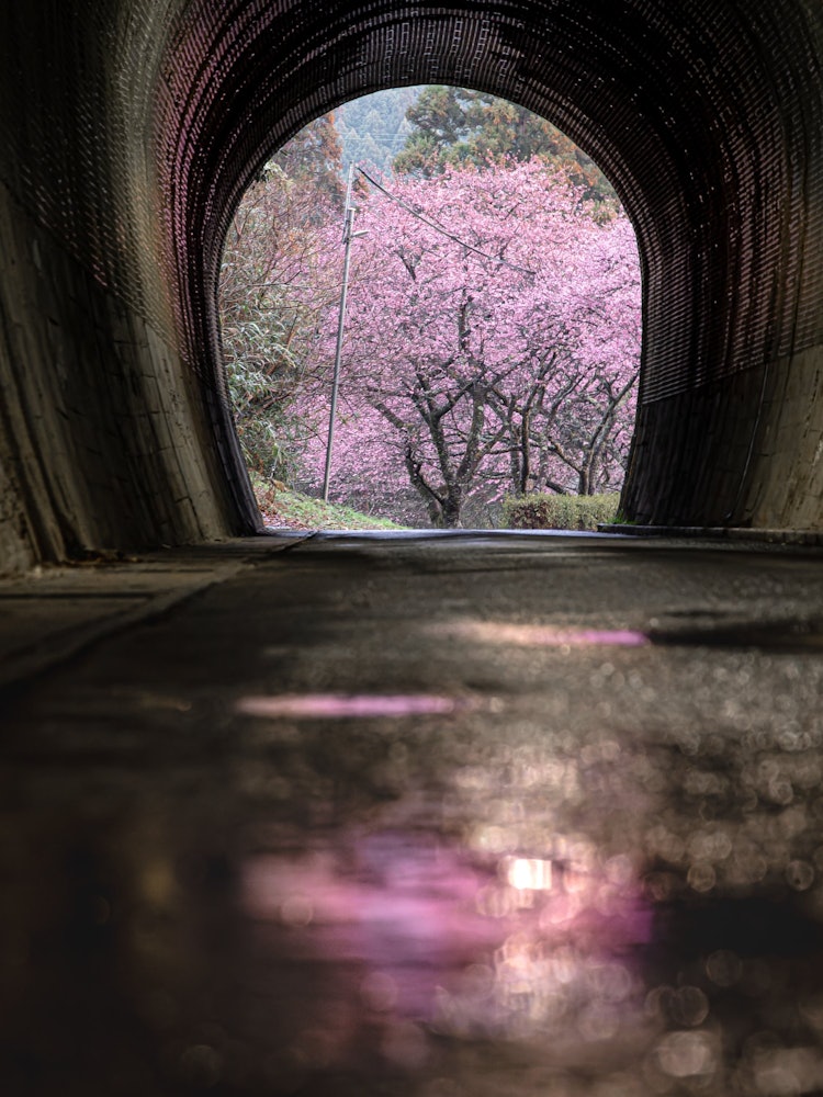[Image1]Kawazu cherry blossom trees in Shinshiro City, Aichi PrefectureThe arrival of spring spreads beyond 