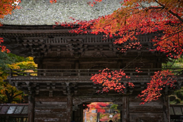 [Image1]大矢田神社もみじ谷。楼門の佇まいと紅葉の鮮やかさが素敵でした。