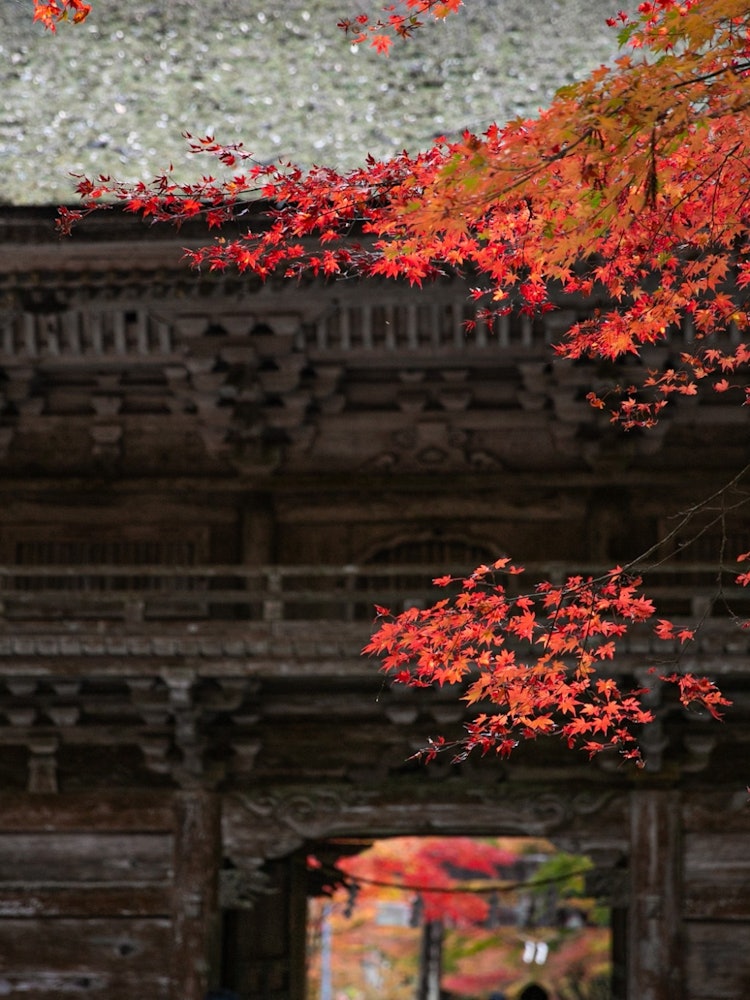 [画像1]大矢田神社もみじ谷。楼門の佇まいと紅葉の鮮やかさが素敵でした。