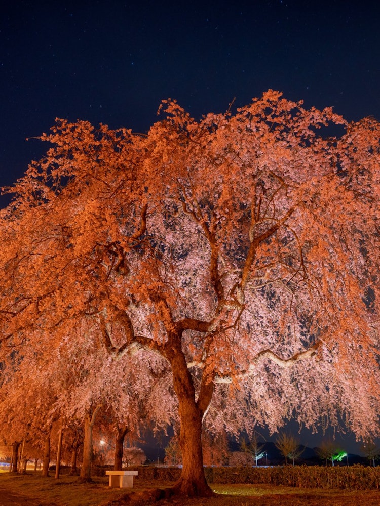 [画像1]兵庫県加東市にある千鳥川桜堤公園初めて垂れ桜を見に行きました。 垂れ梅は何度も見た事あるのですが垂れ桜は感動でした😯