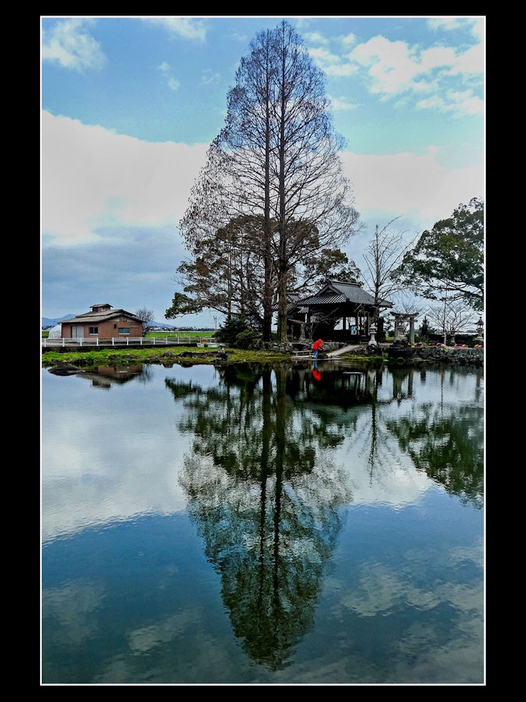 [相片1]佐贺县白石町的池塘倒映在水杉中，对称性闪耀。