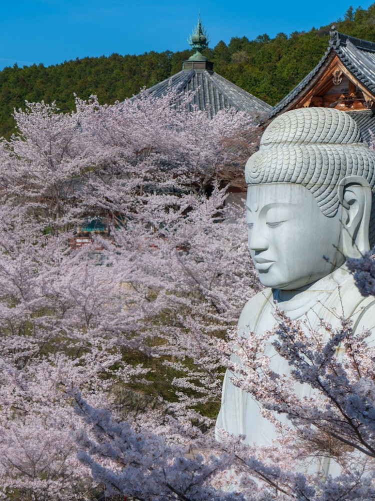 [画像1]奈良県にある壺阪寺桜の季節になると大仏の回りに桜が咲くことから桜大仏と呼ばれています。
