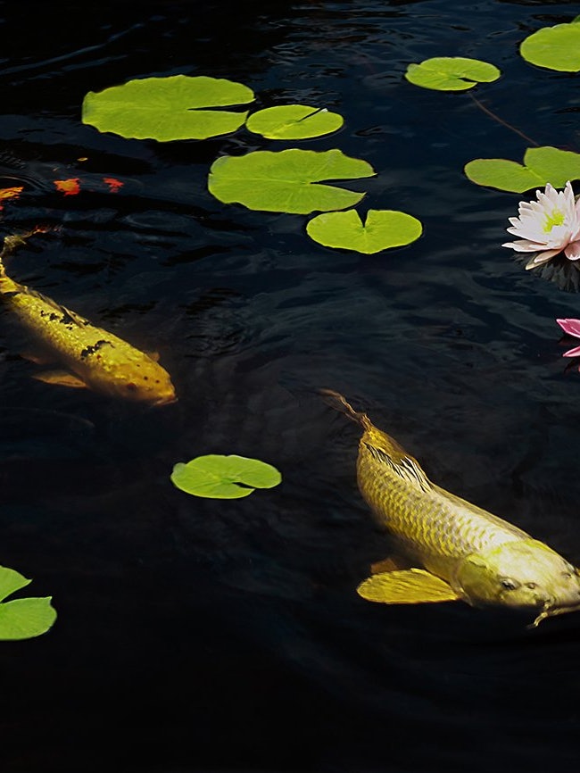 [Image1]It is a snake pond located on Gokurakuji Mountain, Hatsukaichi City, Hiroshima Prefecture.From aroun