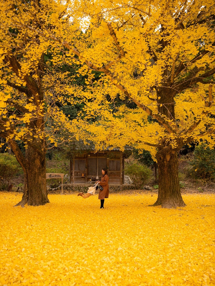 [Image1]A scene like a drama!Little-known autumn foliage spotHyogo PrefectureShiso CityItane ShrineA hidden 