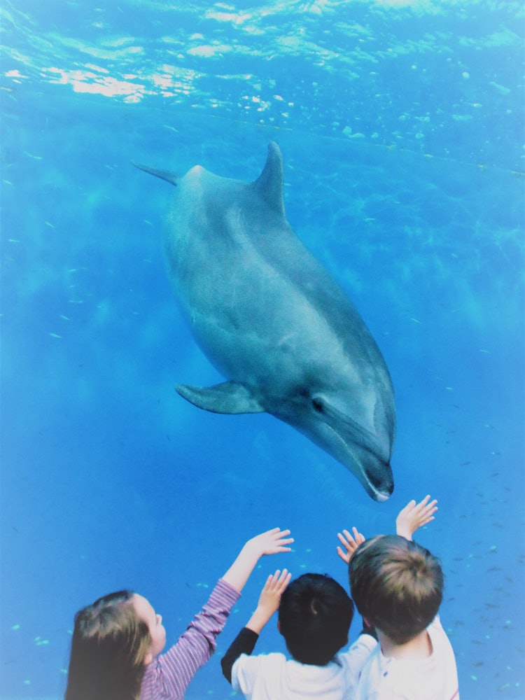 [相片1]我一家人去了横滨的八景岛海洋乐园，我的儿子们在海豚面前嬉戏。