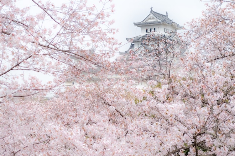 [画像1]白鷺城として有名な世界遺産・姫路城を桜と共に撮影しました。 構図の大部分を桜で埋めて白い壁が引き立つように意識しました。