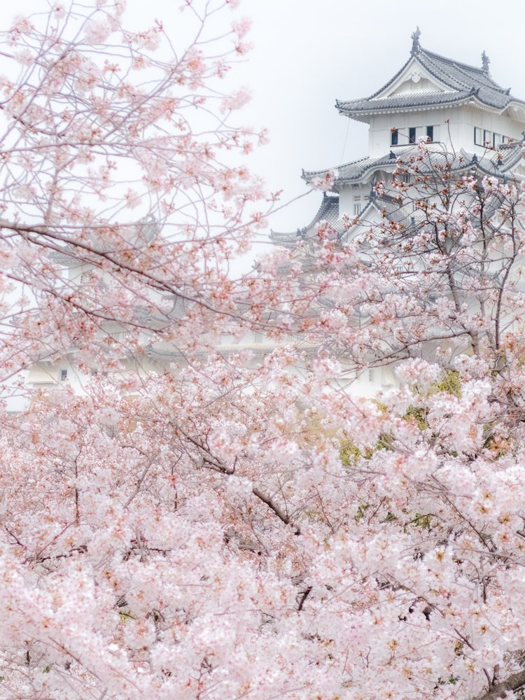 [相片1]我用櫻花拍攝了以白鷺城而聞名的世界遺產姬路城的照片。 我有意識地用櫻花填充大部分構圖，以便白色的牆壁脫穎而出。