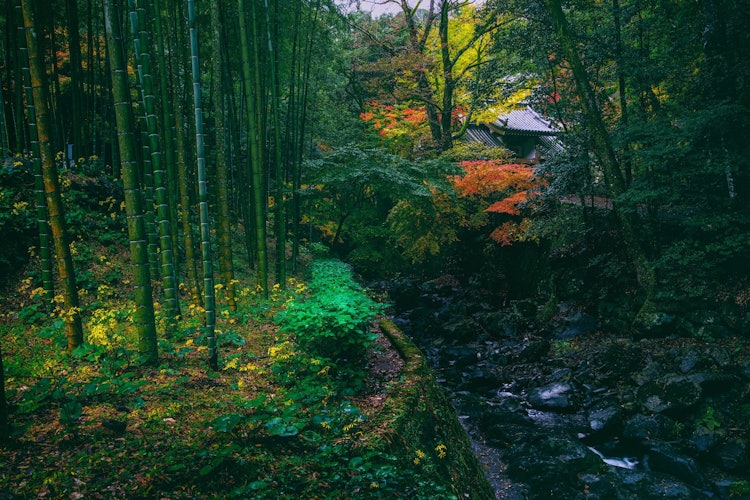 [画像1]タイトル：林中寺場所：長崎県長崎市 滝の観音色とりどりの長崎の秋です