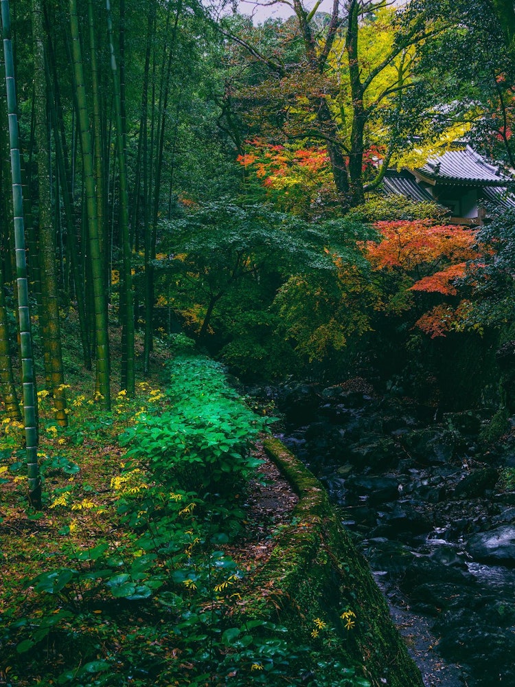 [相片1]标题： 林中济寺地点：长崎县长崎市瀑布观音这是五彩缤纷的长崎的秋天