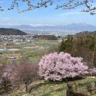 [相片1]在长野县須坂市，有一个叫做“坂山共生林”的里山。坂田山共生森林靠近城市，是社区熟悉的里山。樱花很美，山上的景色很美~！为了告诉大家坂田山的美好，2024年4月13日星期六我们举办了一次徒步旅行活动。樱