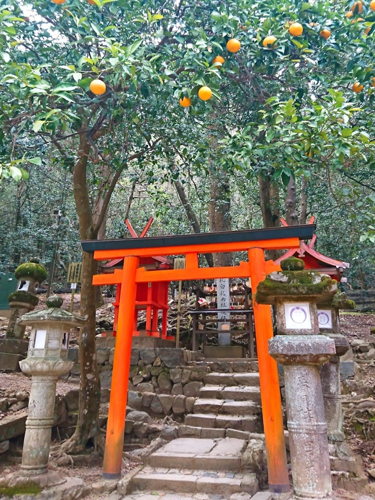 [相片1]它位于奈良县的春日大社附近。 柑橘类的果实在飘飘然地生长着，在朱红色的鸟居门上，似乎代表着丰收。