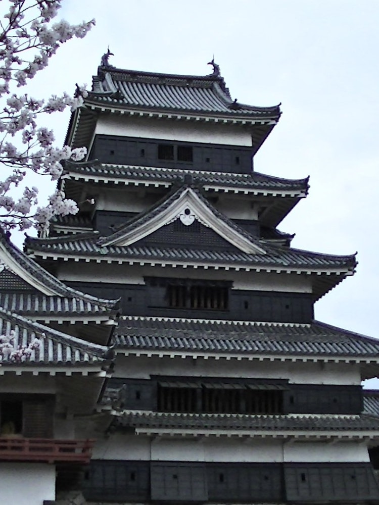 [Image1]When I traveled to Shinshu, I photographed Matsumoto Castle and cherry blossoms.