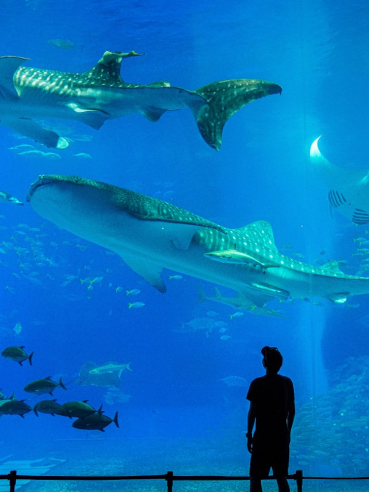 [画像1]沖縄県にある美ら海水族館での一枚。巨大なジンベイザメが泳いでいる水槽としても有名ですね。この水槽はギネス記録を持っています。撮影機材SONY α7III編集ソフトLightroom