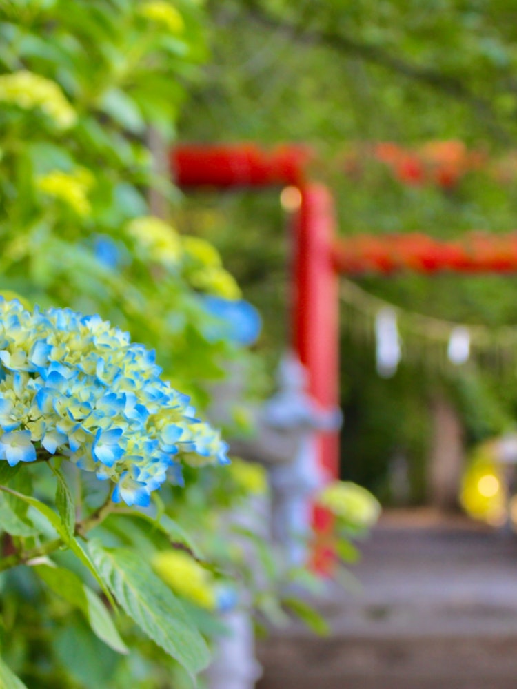 [画像1]福島市の白和瀬神社の参道中にある紫陽花と鳥居です。 静かな場所にあり鳥の囀りや木々の音に心洗われる場所です。