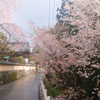 [画像2]吉野山の千本桜♡