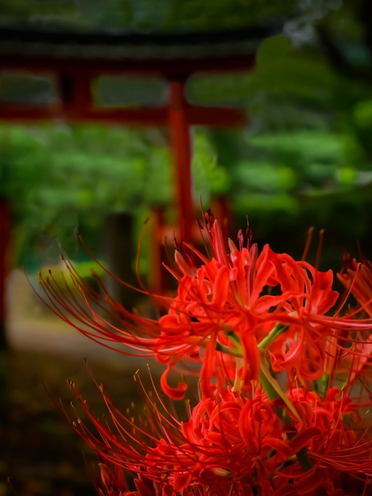 [画像1]さいたま市岩槻区にある篠岡八幡大神社は9月になると、とてもきれいな彼岸花を見ることができます。