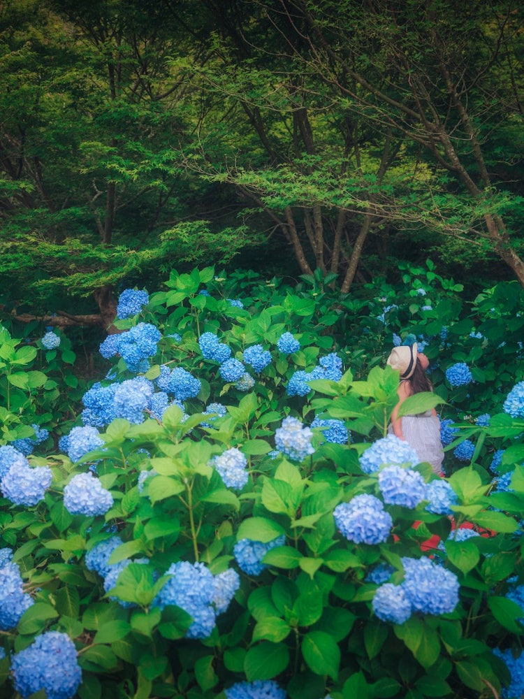 [画像1]三木市伽耶院にある紫陽花森の中の少女風に娘を撮影しここの紫陽花は数が多いので何処で撮影しても絵になります