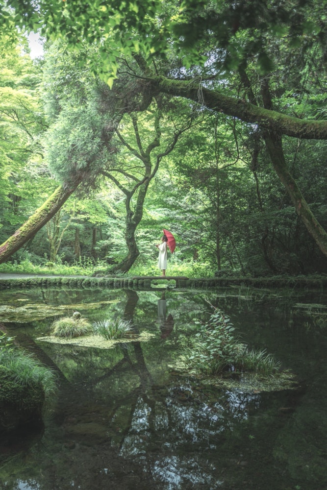 [相片1]它是在熊本县一个叫山吹水源的地方拍摄的。 这里新鲜的绿色植物很漂亮，水很美，池塘里倒映的树木非常奇妙。 请在电晕结束后访问😊。