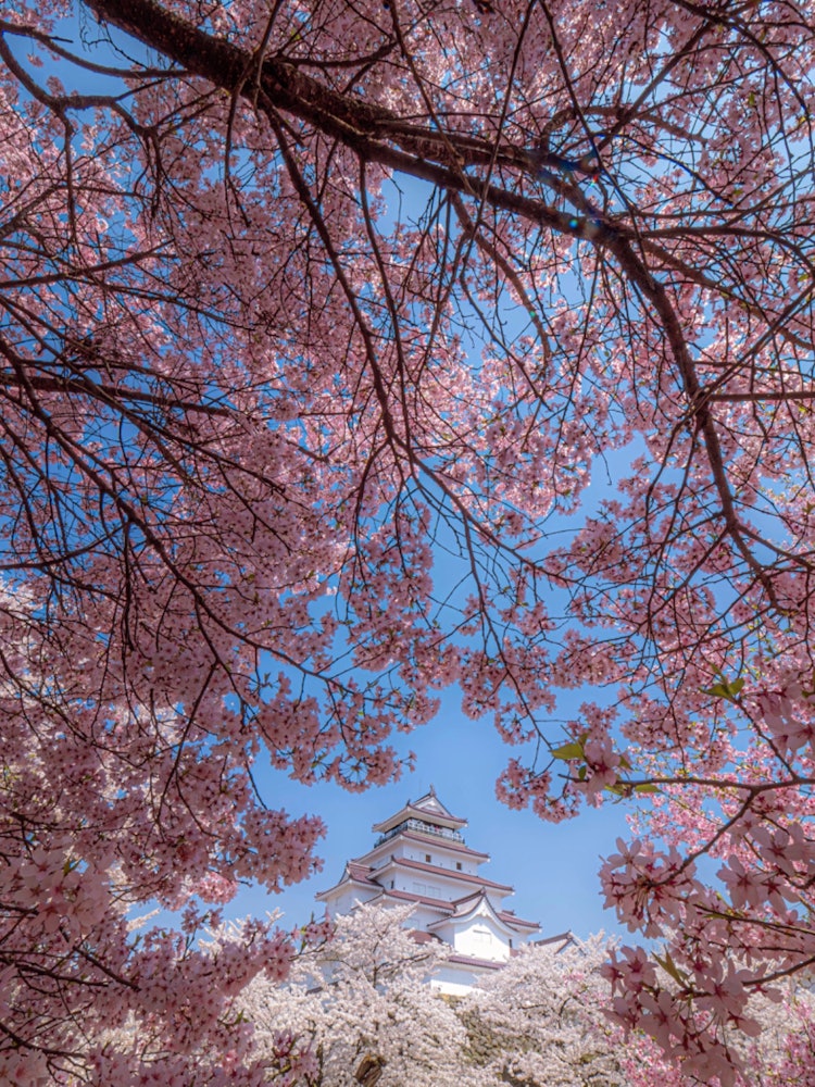 [相片1]会津若松城郭秋天有红叶，冬天有白雪皑皑我每个季节都会去，但樱花季节的会津若松城郭特别。