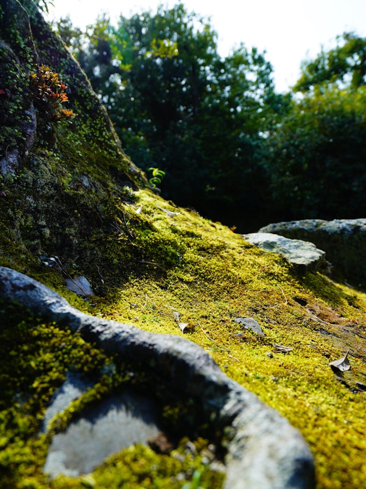 [Image1]The base of the trees. Moss again
