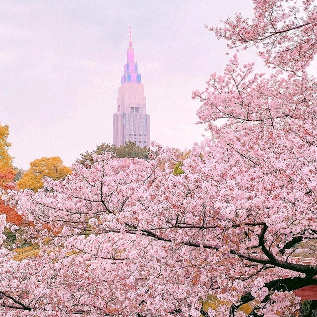 [画像1]新宿御苑から見えるドコモタワー！夕方に桜を感じさせるライトアップをサクラ越しから撮ってみました！