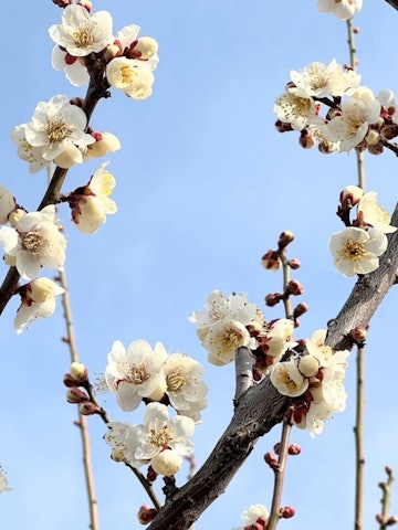 [이미지1]【매화】미나미 알프스시봄을 연상시키는 쾌활함에서 미나미 알프스시이 일변해, 오늘은 겨울로 돌아간 것처럼 추워져 있습니다. 따뜻한 날에는 매화꽃이 향기롭고 매화밭이 만개합니다. 봄이
