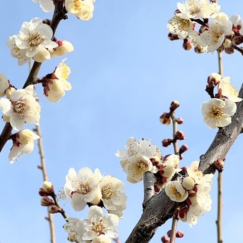 [Image1]【Ume Plum Blossom】Minami-Alps CityThe Minami-Alps City has completely changed from the cheerfulness 
