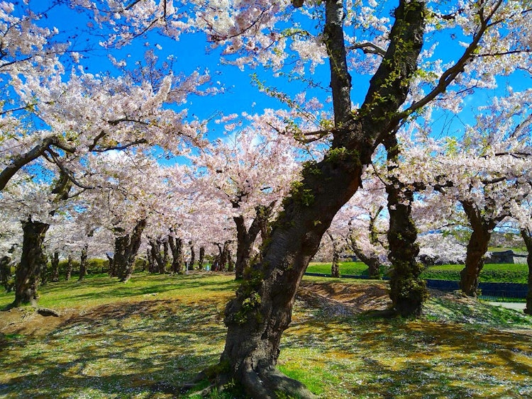 [画像1]五稜郭公園の桜🌸天気が良いと桜が映えます☺️お散歩におすすめです🎵