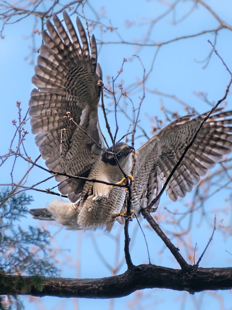 [Image1]Goshawks in Koganei Park. It is less than 20 minutes from the nearest station of the JR Chuo Line to