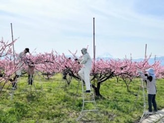 [相片2]【賞櫻資訊】 建議6.4.7雖然是多雲的，但我能夠看到一點富士山。 城市裡的櫻花和桃花都盛開，美麗。 感謝桃農允許我在採花過程中拍照。・上诹访桃花... 盛開・一排排的櫻花樹供您放鬆...... 盛開