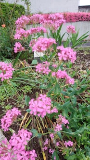 [Image2]It was blooming in the flower bed of the local museum in Tochigi City. The rainy season was about to