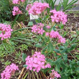 [Image2]It was blooming in the flower bed of the local museum in Tochigi City. The rainy season was about to