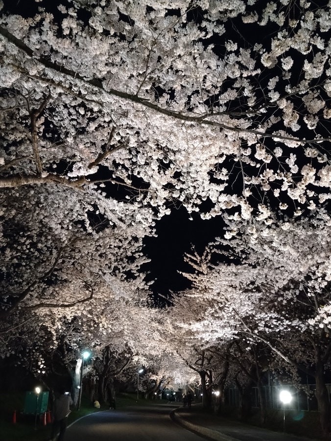 [이미지1]🌸 호쿠토 벚꽃 회랑의 일루미네이션입니다하코다테 여행에 갔을 때, 인근 호쿠토시에 있는 호쿠토 벚꽃 회랑의 포스터를 발견하고 거기에 갔습니다!매우 아름다운 밤 벚꽃이었습니다 ☺️