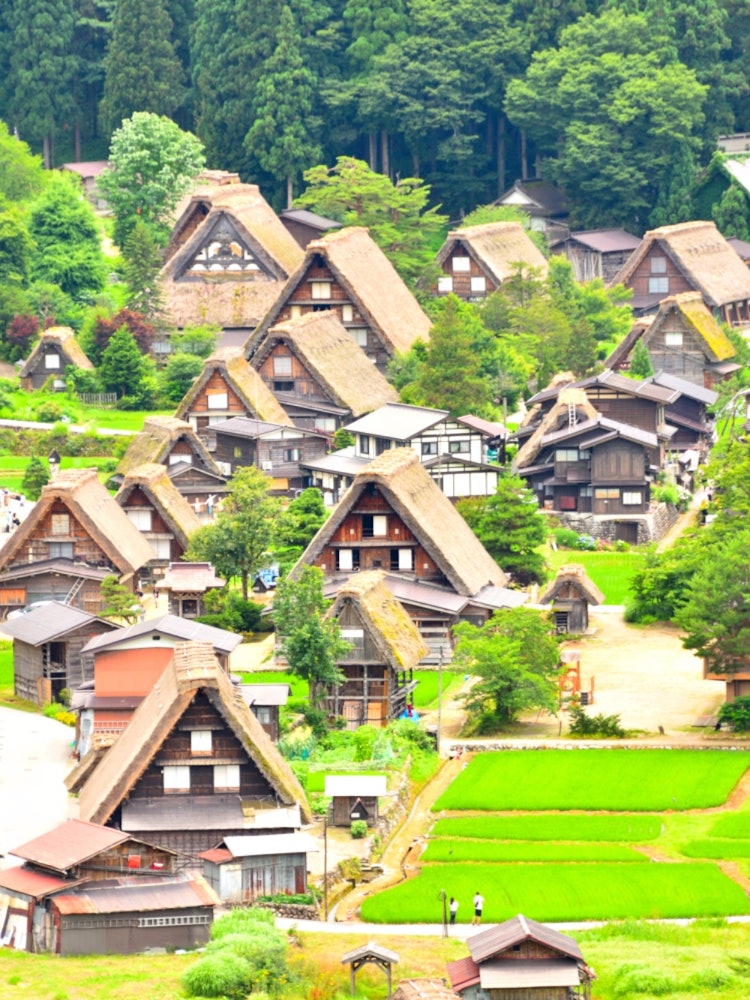 [Image1]📍 Gifu / ShirakawagoIt is registered as a World Heritage Site and is famous for its 