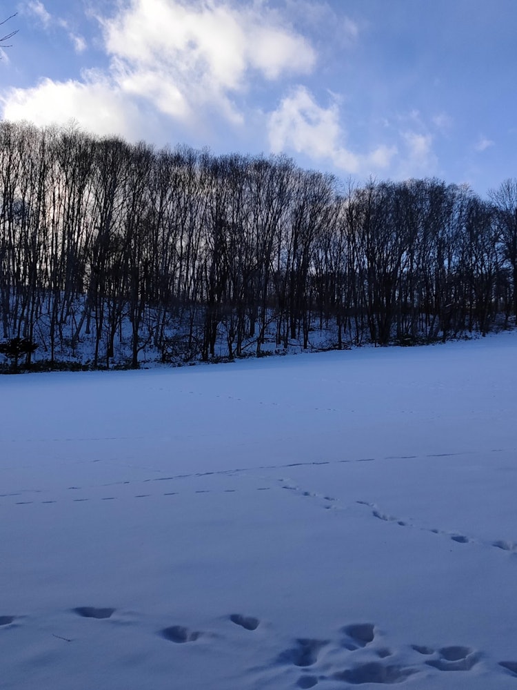 [相片1]工作场所后面的土地上有许多脚印。 也许是狐狸？北海道的冬天很冷，但有一些值得期待的地方。