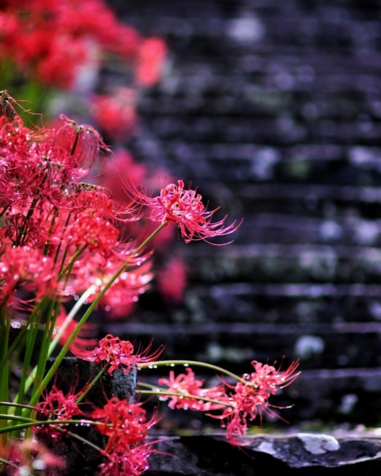 [相片1]它是宮城縣石卷市長谷寺的紅色彼岸花