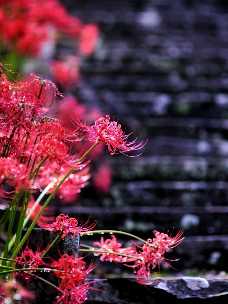 [Image1]It is the red spider liliies of Hasedera Temple in Ishinomaki City, Miyagi Prefecture