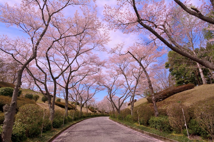 [画像1]広島県 湧永庭園の桜並木です。 一本道の両側に桜並木がありとても良い雰囲気です。
